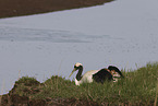 red-crowned cranes