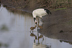 red-crowned cranes