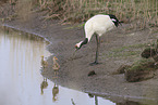 red-crowned cranes