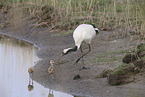 red-crowned cranes