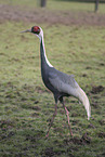 Japanese white-naped crane