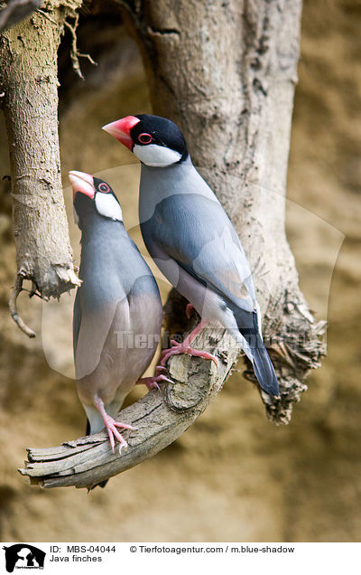 Java finches / MBS-04044