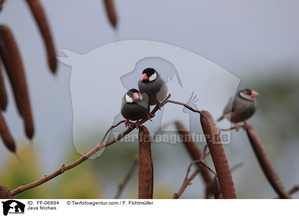 Java finches / FF-06894