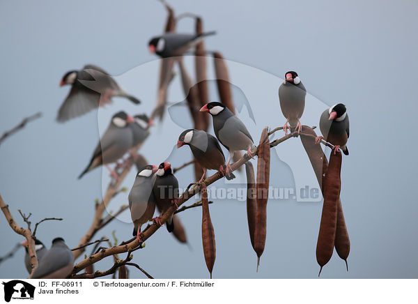 Java finches / FF-06911