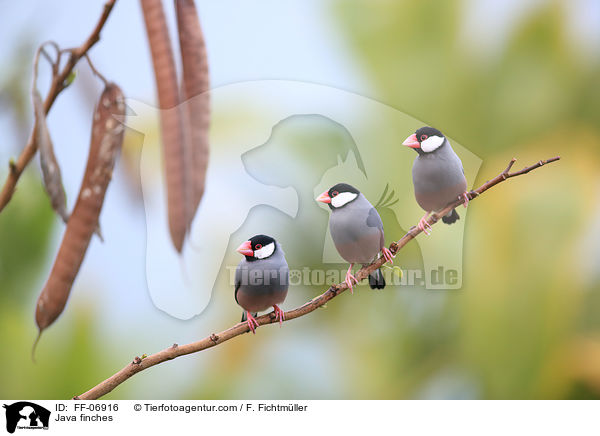 Java finches / FF-06916