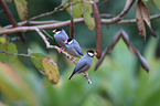 Java finches