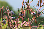 Java finches