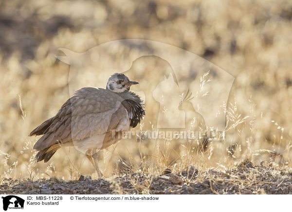 Namatrappe / Karoo bustard / MBS-11228