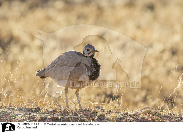 Namatrappe / Karoo bustard / MBS-11229