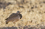 Karoo bustard