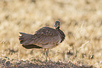 Karoo bustard