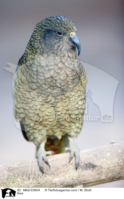 Kea / Kea / MAZ-03604