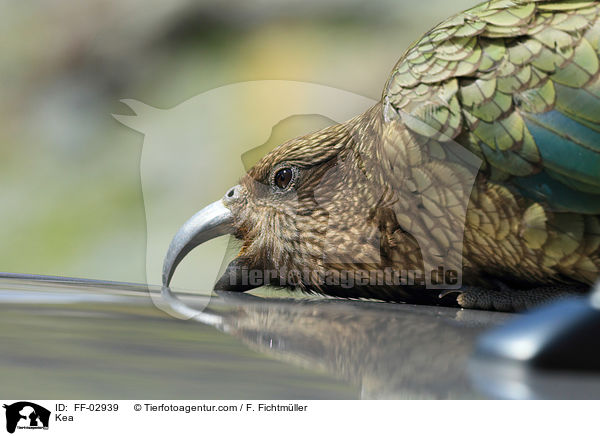 Kea Bergpapagei / Kea / FF-02939