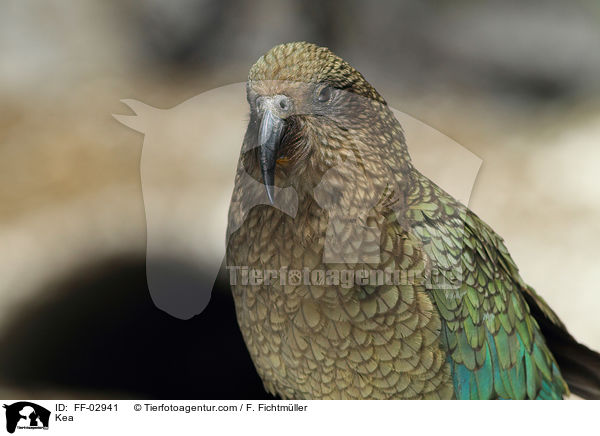 Kea Bergpapagei / Kea / FF-02941