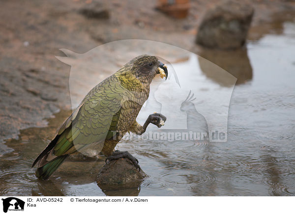 Kea / Kea / AVD-05242