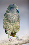 Kea