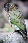 Kea