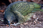 Kea