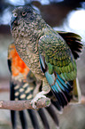 Kea