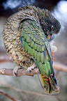 Kea