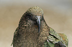 Kea