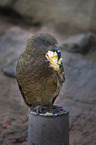 Kea