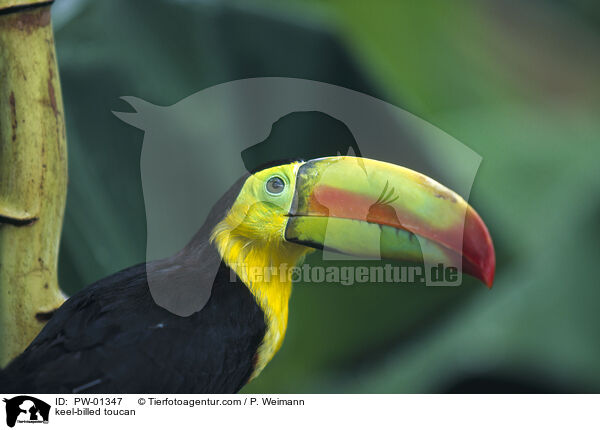 keel-billed toucan / PW-01347