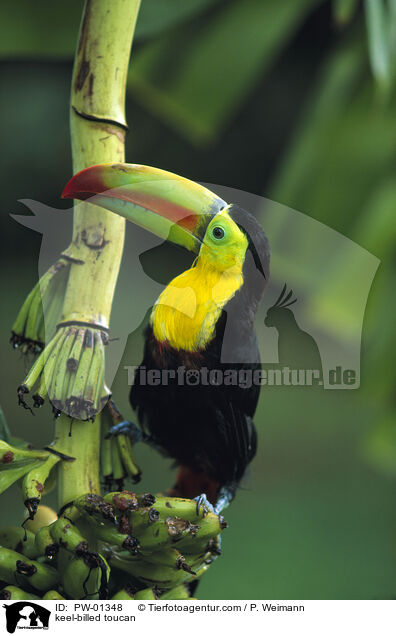 Fischertukan / keel-billed toucan / PW-01348