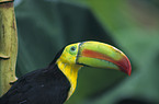 keel-billed toucan