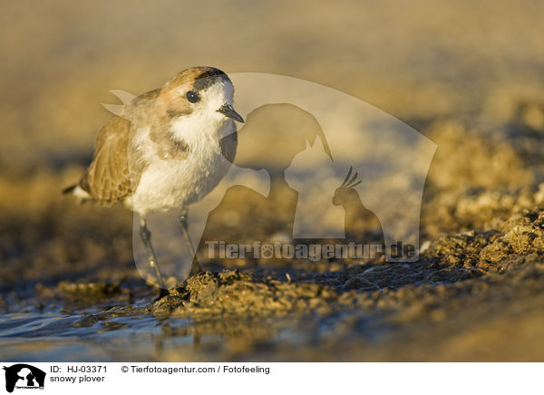 snowy plover / HJ-03371