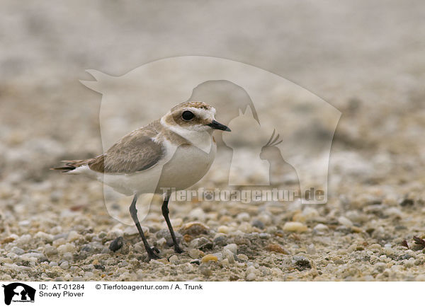 Snowy Plover / AT-01284
