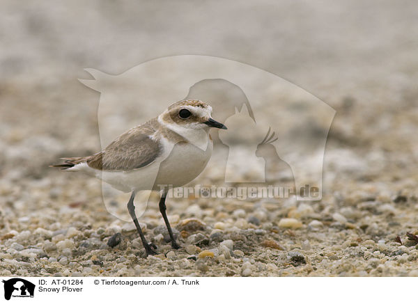 Seeregenpfeifer / Snowy Plover / AT-01284