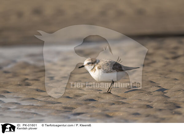 Kentish plover / PK-01601