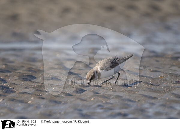 Kentish plover / PK-01602