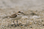 Snowy Plover