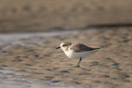 Kentish plover