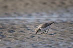 Kentish plover