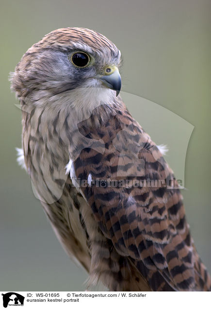 eurasian kestrel portrait / WS-01695