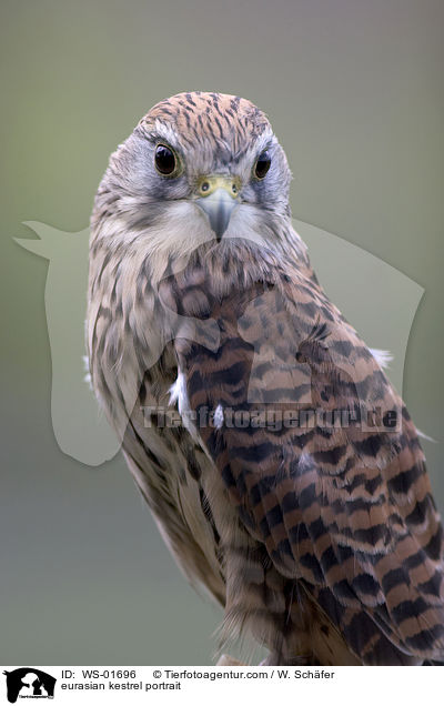 eurasian kestrel portrait / WS-01696