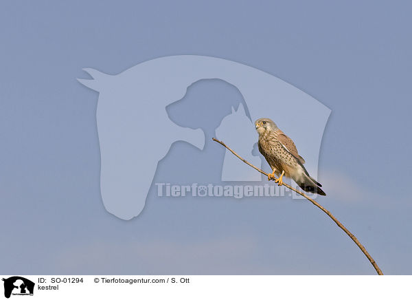 Turmfalke / kestrel / SO-01294