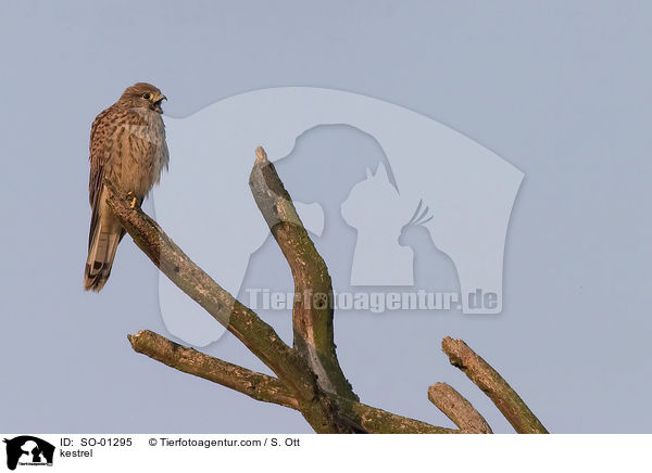 kestrel / SO-01295