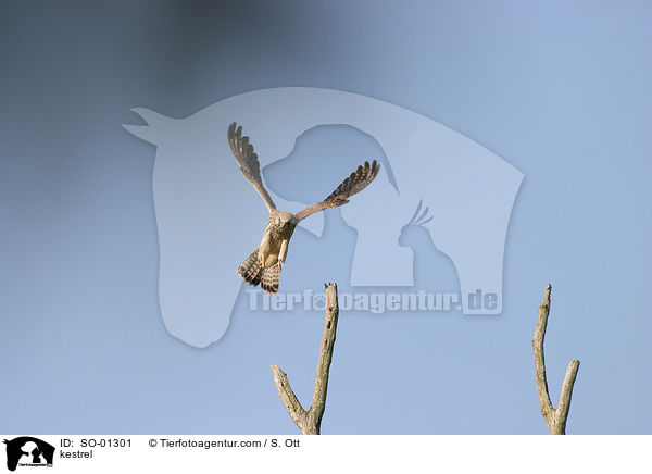 Turmfalke / kestrel / SO-01301