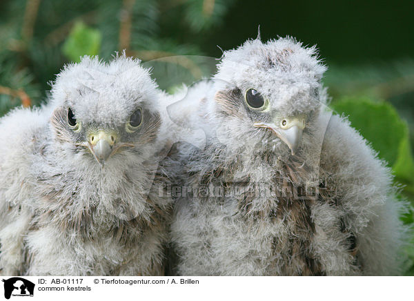 Turmfalken / common kestrels / AB-01117