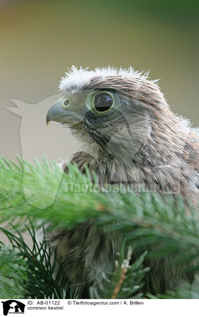 Turmfalke / common kestrel / AB-01122