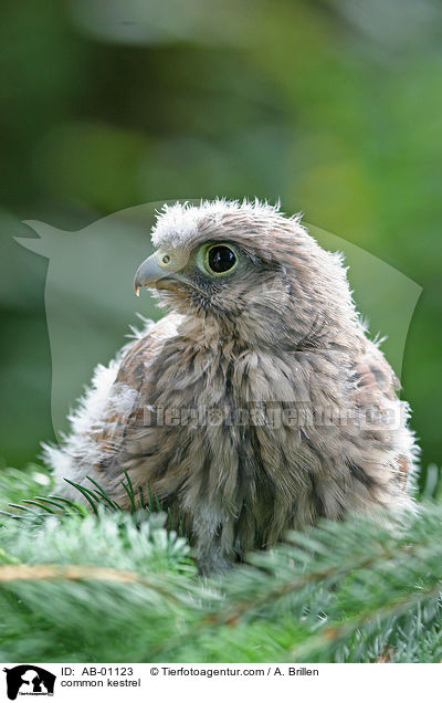 common kestrel / AB-01123