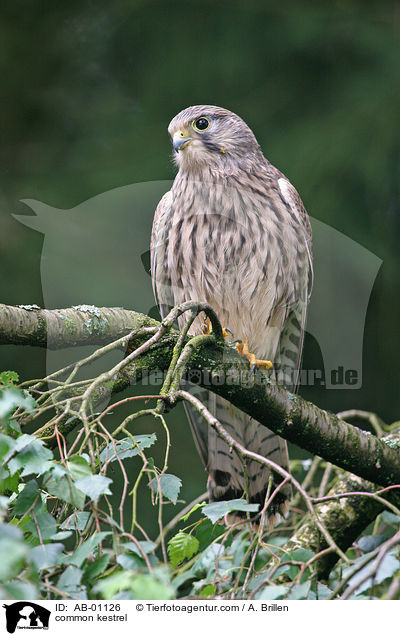 Turmfalke / common kestrel / AB-01126