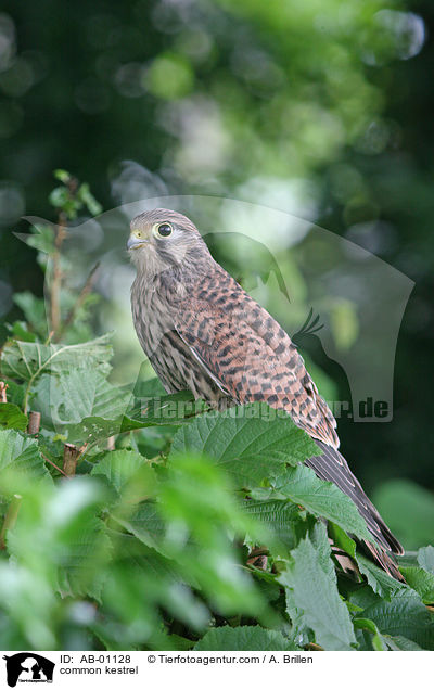 Turmfalke / common kestrel / AB-01128