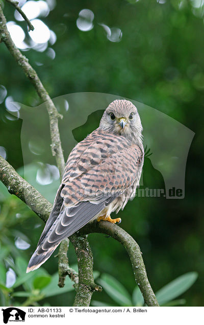 common kestrel / AB-01133