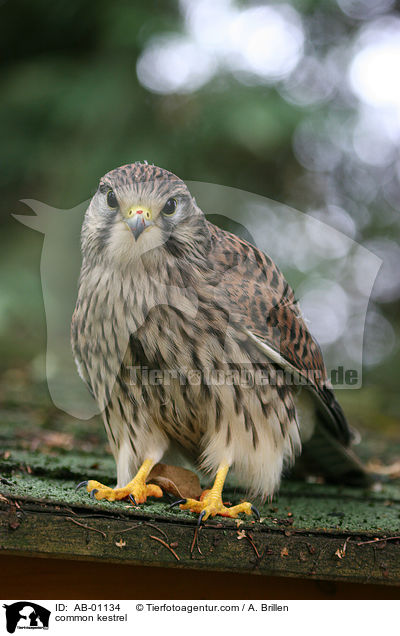 common kestrel / AB-01134