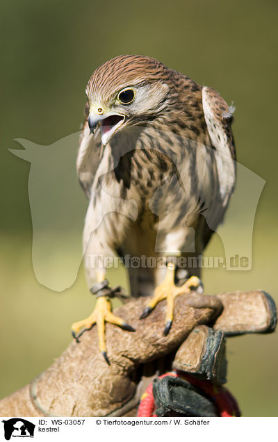 Turmfalke / kestrel / WS-03057